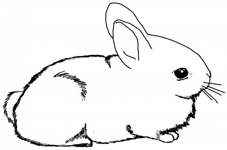 Нарисованный кролик