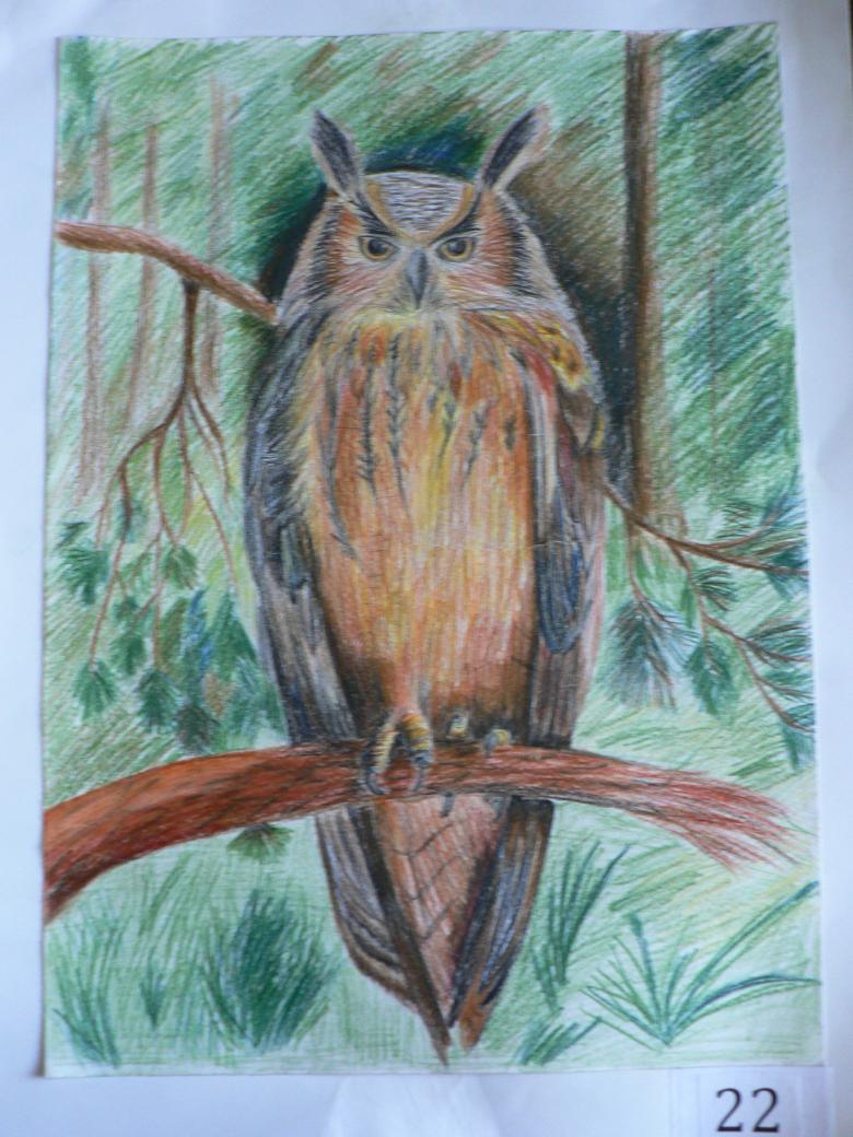 Нарисованная сова