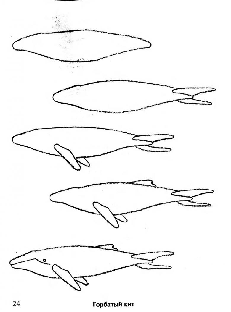 Кит нарисованный карандашом