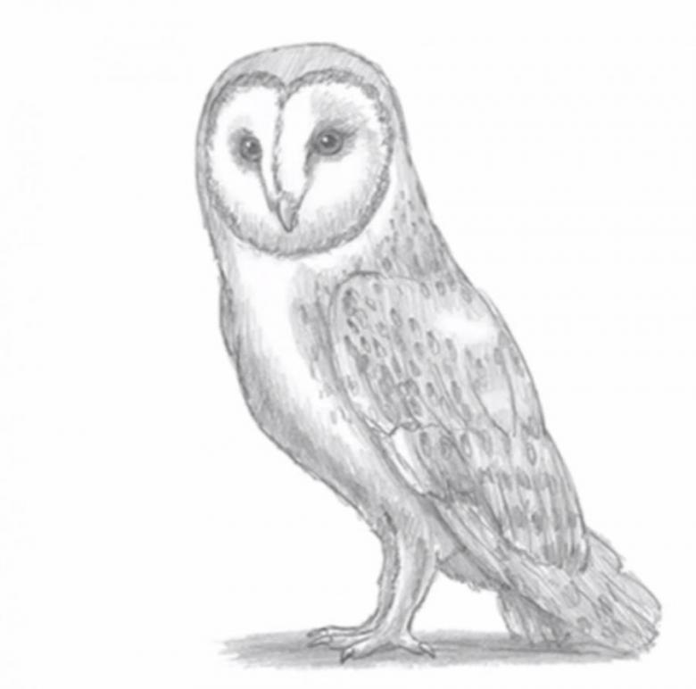 Нарисованная сова