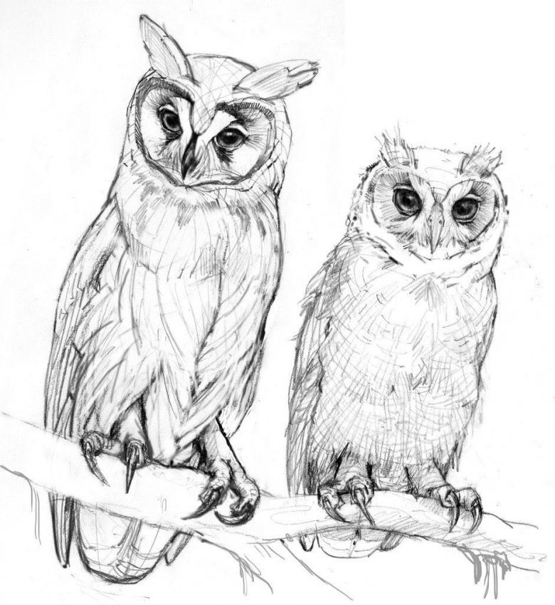 Нарисованная сова