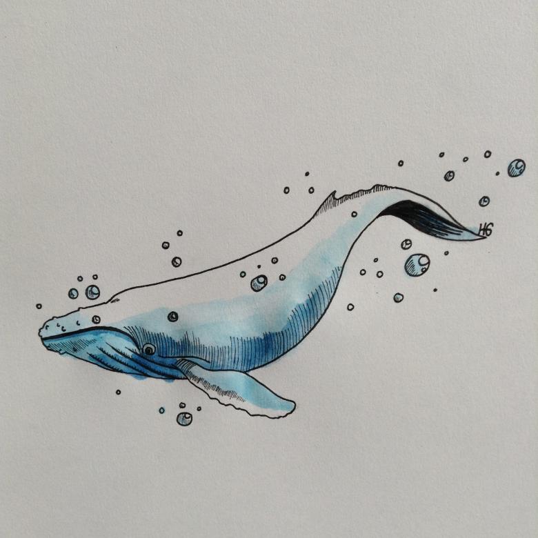 Кит нарисованный карандашом