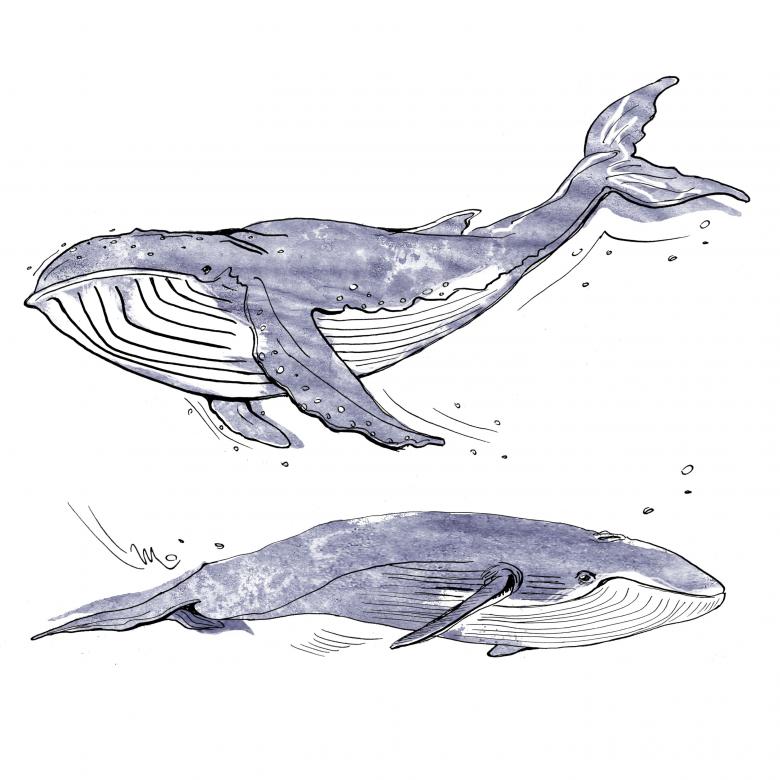 Кит нарисованный карандашом 