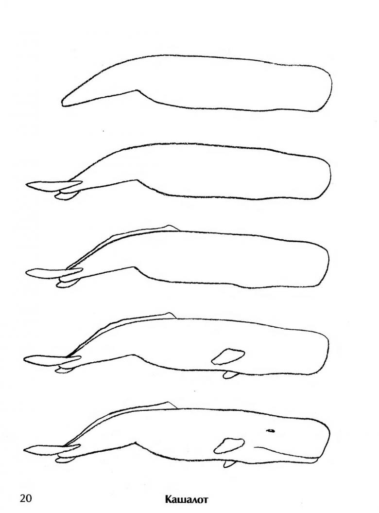Кит нарисованный карандашом