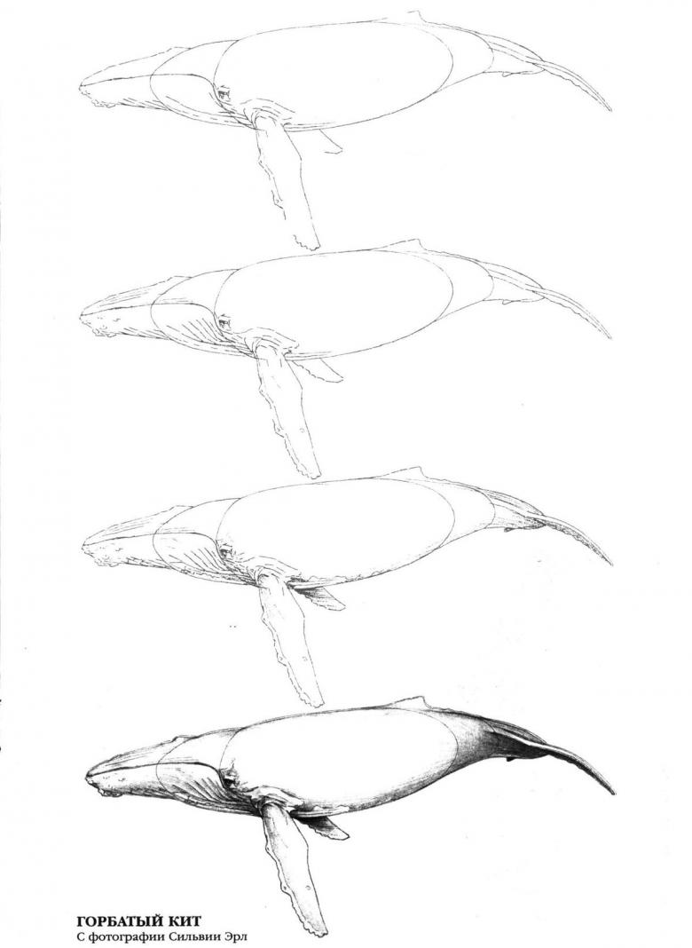 Кит нарисованный карандашом