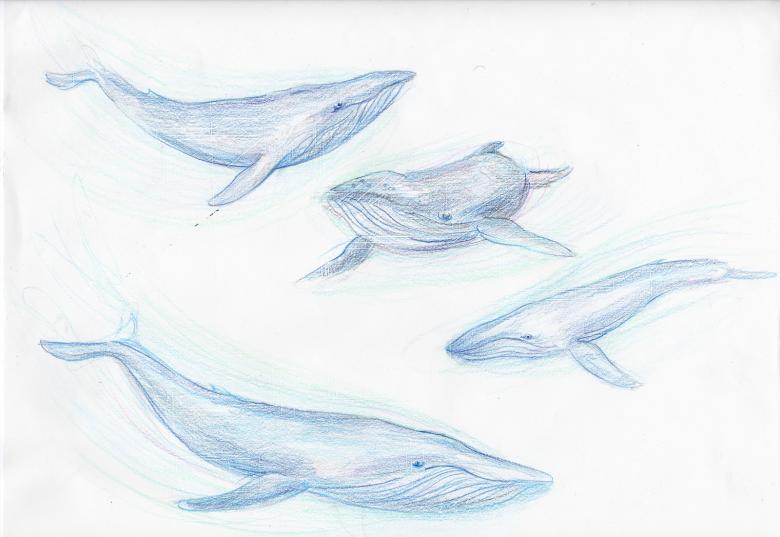 Кит нарисованный карандашом