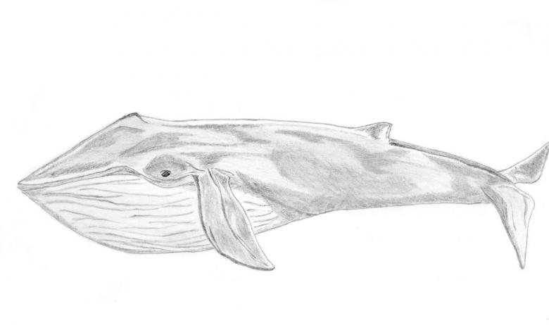 Кит нарисованный карандашом