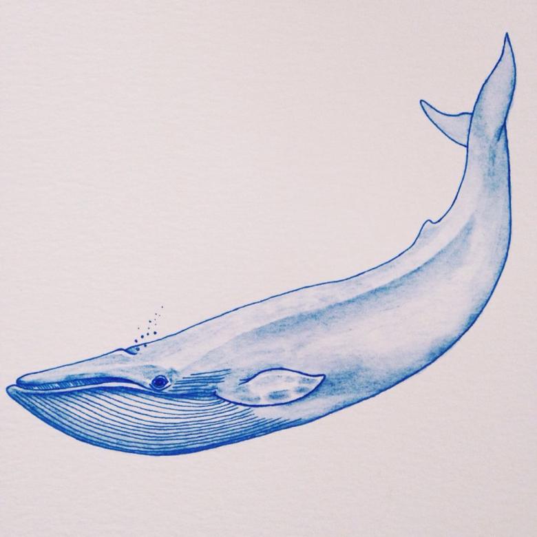 Кит нарисованный карандашом